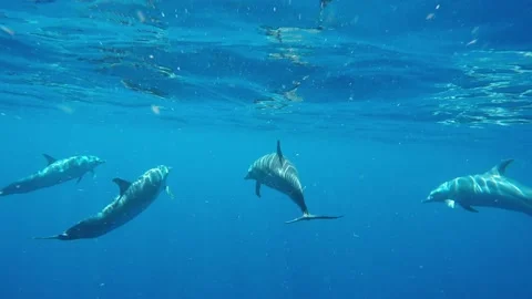 Dolphins Swimming Underwater Stock Footage 209307094