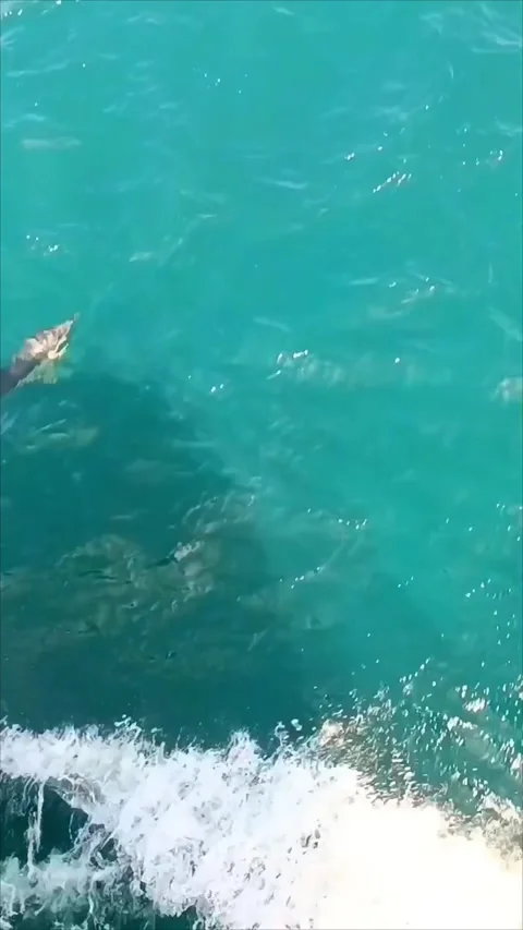 Dolphins swimming in waves from cargo ship bow, vertical video Video stock 336407235