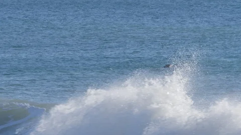 Dolphins swimming in the waves Stock Footage 100963459