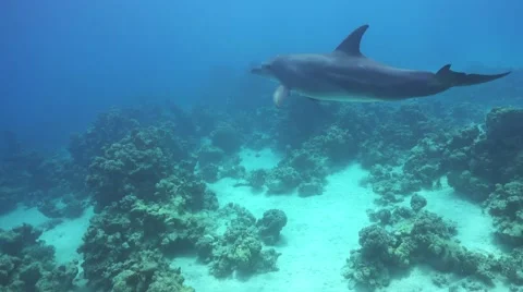 Dolphins Swims Near Divers Stock Footage 61573891