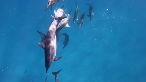DOLPHINS SWIRLING &amp; MAKING BUBBLES UNDER CAMERA Stock Footage 196615855