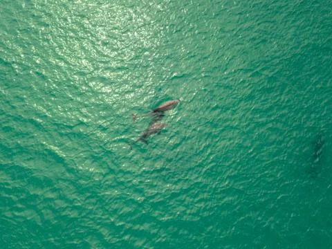 Dolphins Teal Water, Kangaroo Island Stock Photos