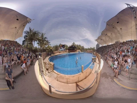 Dolphins at a Theme Park Stock Footage 73206525