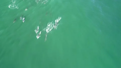 Dolphins top down with a drone Stock Footage 155680102