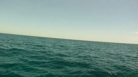 Dolphins Top Water Stock Footage 7755292