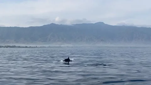 Dolphins Tours Stock Footage 290291664