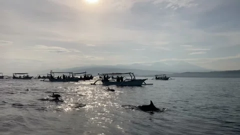 Dolphins Tours Stock Footage 290291672