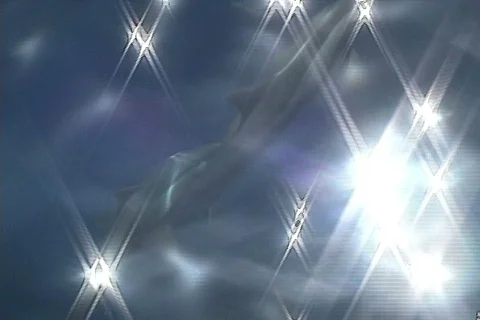 Dolphins two hit surface and descend Stock Footage 148868