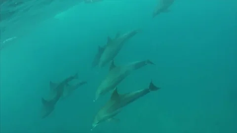 Dolphins under water Stock Footage 80021080