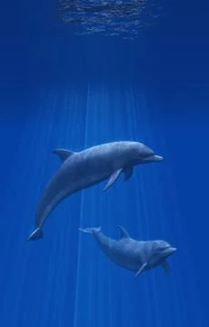Dolphins Undersea Stock Illustration