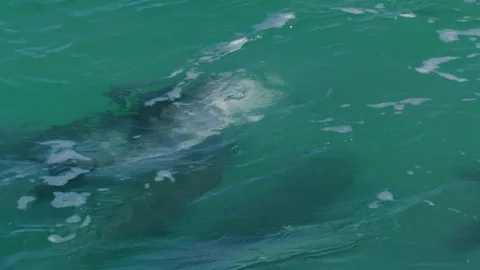 Dolphins underwater Stock Footage 88452649