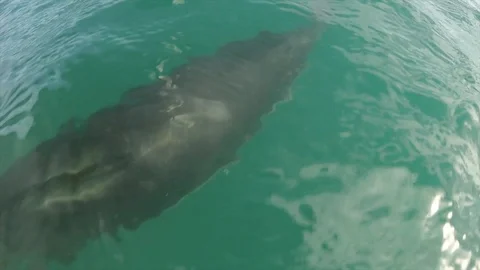 Dolphins underwater Stock Footage 113964497