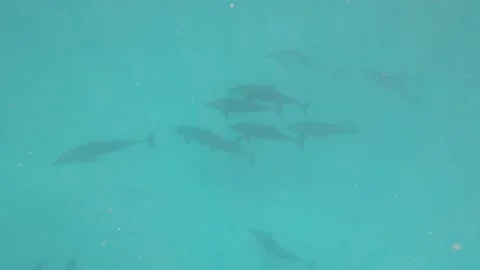 Dolphins underwater Stock Footage 160623905