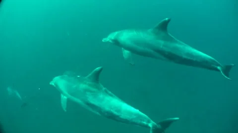Dolphins underwater HD Stock Footage 8517482