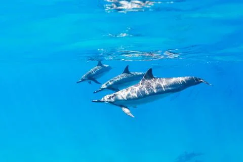 Dolphins underwater Stock Photos