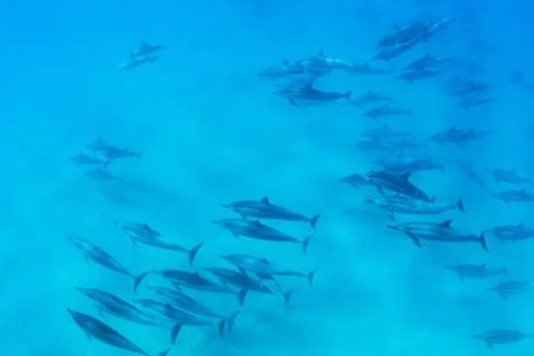 Dolphins underwater Stock Photos