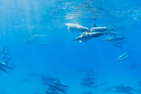 Dolphins underwater Stock Photos
