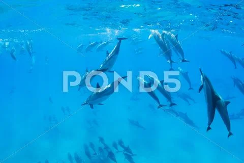 Dolphins underwater Stock Photos
