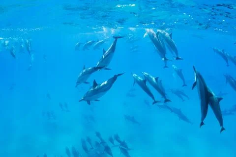 Dolphins underwater Foto stock