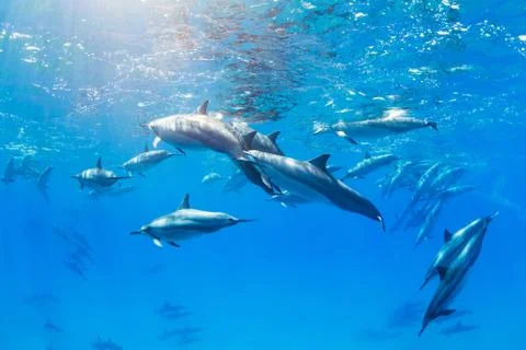 Dolphins underwater Stock Photos