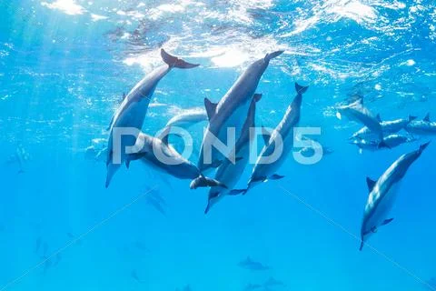 Dolphins underwater Stock Photos