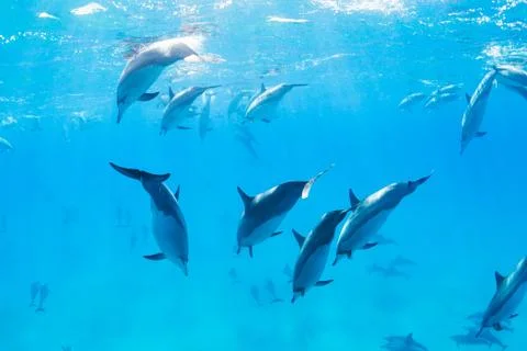 Dolphins underwater Stock Photos