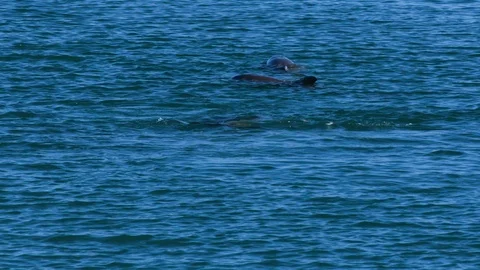 Dolphins underwater shot Stock Footage 90086436