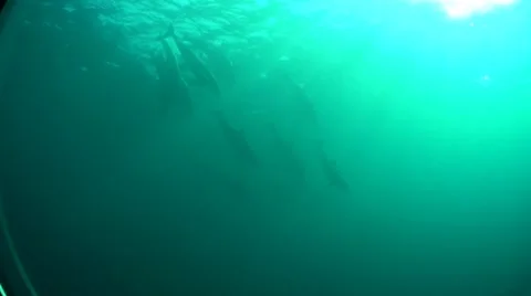 Dolphins underwater sunlight HD Stock Footage 8517436