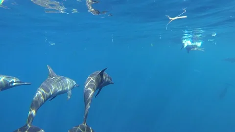 Dolphins Underwater view of bowriding Stock Footage 107098282