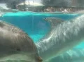 Dolphins waiting and observing Video