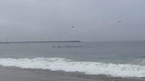 Dolphins in Water Cloudy- Stock Footage 175399033