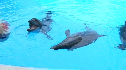 Dolphins in water Stockbeeldmateriaal 591613