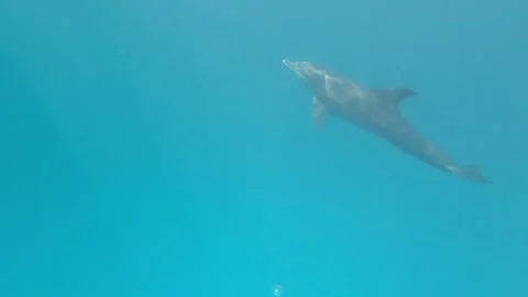 Dolphins in water Stock Footage 160623888