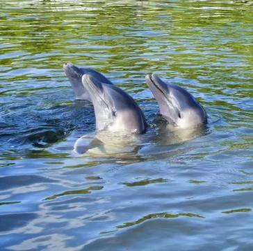 Dolphins in the water Stock Photos