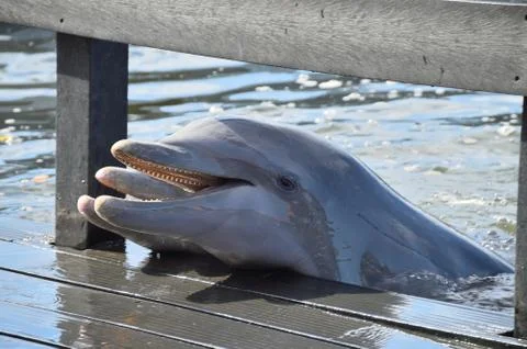 Dolphins in the water Stock Photos