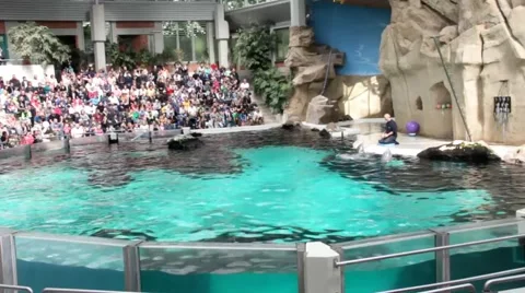 Dolphins water show Stock Footage 41607360