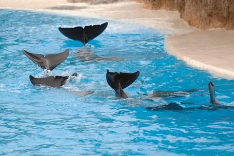 Dolphins wawing Stock Photos