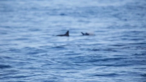 Dolphins In The Wild Stock Footage 104804627