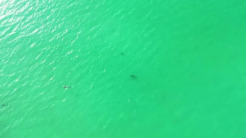 Dolphins1 Stock Footage 285746235