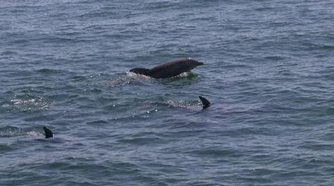 Dolphins2 Stock Footage 8680688