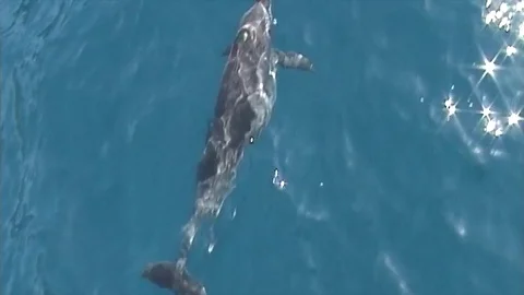 Dolphins3 Video stock 81226907