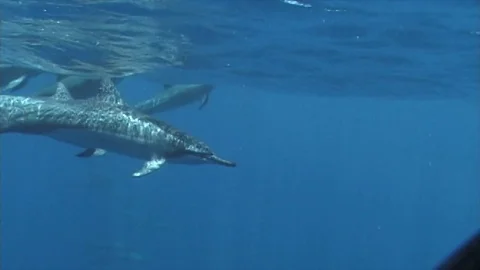 Dolphins4 Video stock 81226881