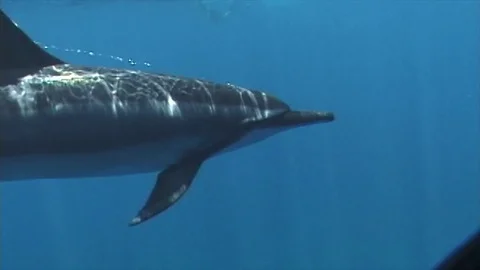 Dolphins5 Stock Footage 81226966