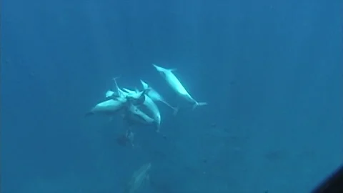 Dolphins6 Stock Footage 81226887