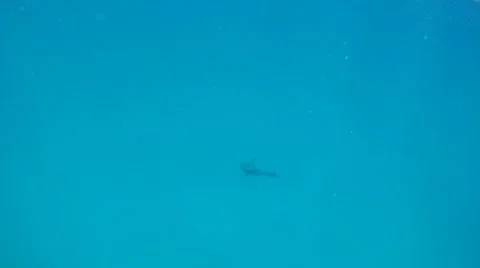 Dolpih Eating Fish Stock Footage 7755306