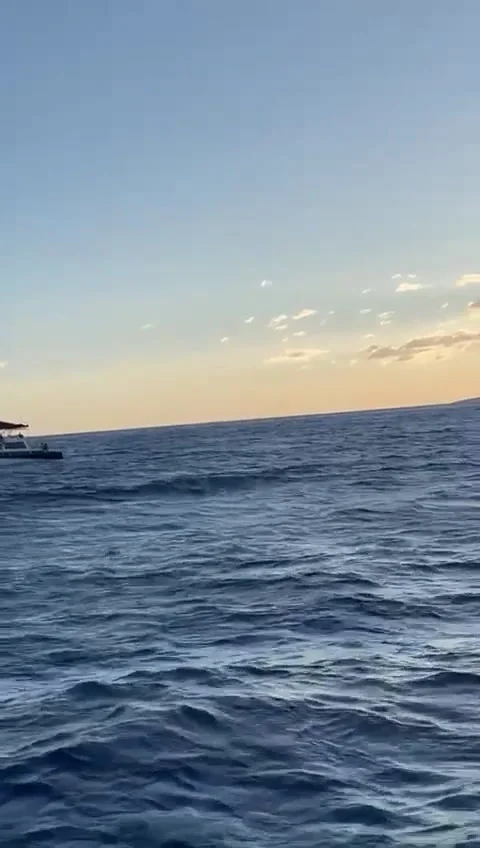 Dolpihn flips for Boat SD Stock Footage 175395110