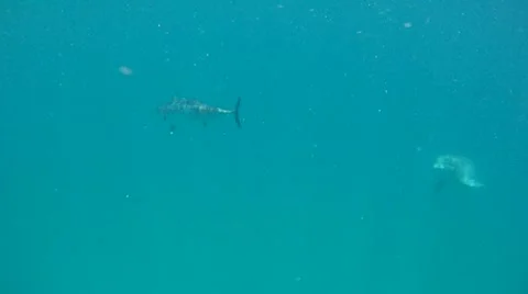 Dolpin Waiting for Fish Stock Footage 7755347