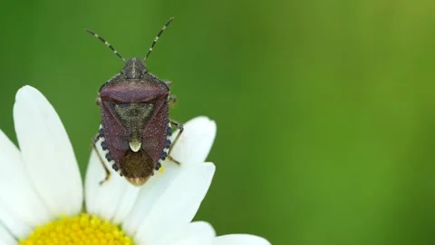 Dolycoris baccarum. Bug on a daisy in a meadow in spring. Stock Footage 242341684