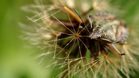 Dolycoris baccarum Stock Footage 56525769