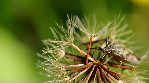 Dolycoris baccarum Stock-Footage 56525826